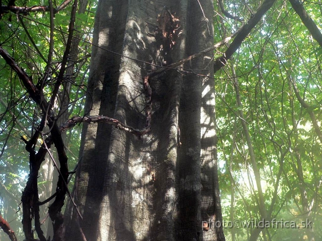 congo forest 5.jpg - Light effects.